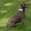 hundetreffen 03.09.2016 579